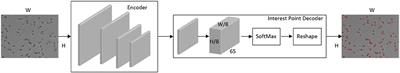 A method for sperm activity analysis based on feature point detection network in deep learning